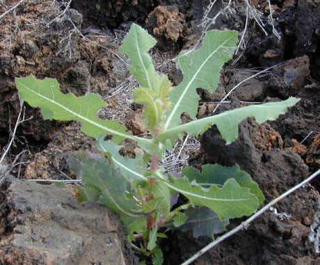 LACTUCA SERRIOLA